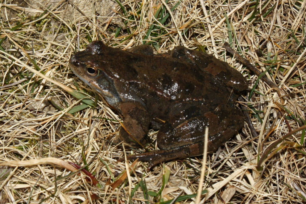 Rana dalmatina o temporaria - R. temporaria